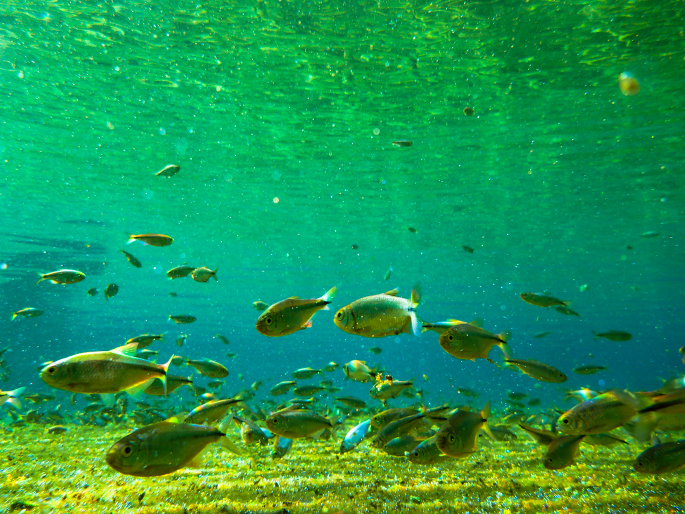 Fish underwater at Balmorhea State Park