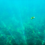 Under Water at Barton Springs
